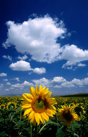 Sunflowers in Anatolia.
