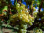 Long Gully vineyard, The Yarra Valley