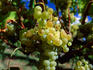 Semillon grapes ripening on the vine at the Long Gully vineyard.
