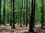 Beechtree forest in the Le Perche region of Normandy