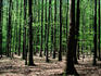 Beechtree forest in the Le Perche region of Normandy