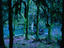 An eerie forest scene, Olympic National Park