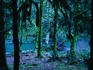 An eerie forest scene: moss hanging from tree trunks, and a still green creek at the Staircase Campground