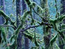 A tangled web of tree branches, twigs and trunks, covered with mosses at the Staircase Campground in the Olympic National Park