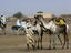 dusty camel market, Omdurman, Sudan