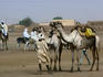Animals and traders at the dusty camel market of Omdurman, Sudan.