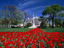 Red tulips, Washington, DC