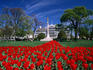 Red tulips in front of the army memorial and old executive office building, National Mall