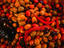 Image_3629-9