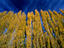 Aspen (Populus tremuloides) forest in the Patagonia region.