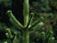 Araucaria tree, Argentina, Bariloche