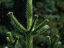 Araucaria tree (Araucaria araucana), native to the Patagonia. The nuts from the tree are a staple food of the native Indians- Patagonia region, Argentina