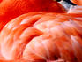 Flamingo at San Diego Zoo.