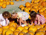 Children in pumpkin patch, Bates Nut Farm, North County.