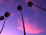 Palm trees, La Jolla, at sunset.