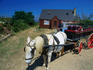 Traditional transport, a horse and trap on Sark Island, probably best known as Europe's only feudal state