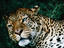 Image_371-5
