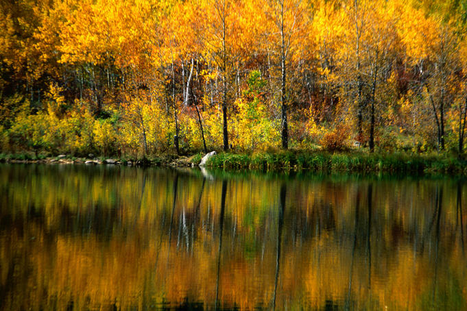 Aspen tree reflections, The Aspen Club, Aspen City