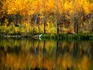 Aspen tree reflections, The Aspen Club, Aspen City