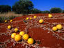 Cucumis myriocarpus (Paddy Melon), Western Australia