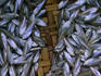 The Hoi An fish market.