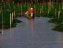 Person rowing boat filled with vegetables on Mekong Delta.