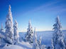Snow-covered trees with low clouds and coastal mountains in background, Mount Washington ski resort.