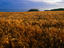 Wheatfield, Pembrokeshire Coast National Park