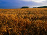 Wheatfield.