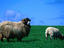 Image_3737-8