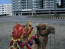 Camel ride on Clifton Beach.