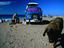 surf in El Cotillo on Isla de Fuerteventura, Canary Islands