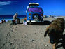 A dog, his Combi and some mates take a break from the surf in El Cotillo on Isla de Fuerteventura
