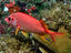 Sabre squirrelfish, Palau