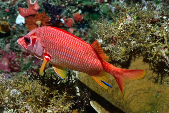 Spiny, or Sabre squirrelfish (Sargocentron spiniferum)