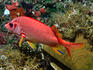 Spiny, or Sabre squirrelfish (Sargocentron spiniferum)