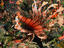 Banded Lionfish (Pterois antennata) on a reef in the waters around Palau