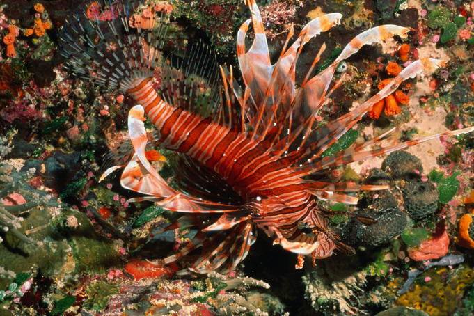 Banded Lionfish (Pterois antennata) on a reef in the waters around Palau