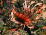 Banded Lionfish (Pterois antennata) on a reef in the waters around Palau