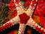 Necklace Sea Star, Palau