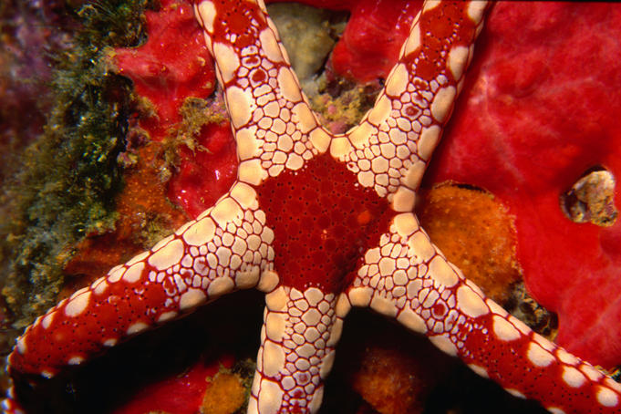 Close up of a Necklace Sea Star (Fromia monilis)
