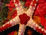 Close up of a Necklace Sea Star (Fromia monilis)