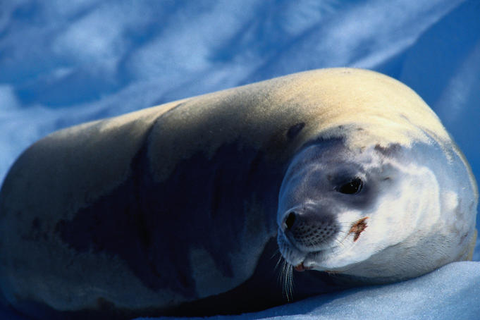 Planning your Antarctic dream vacation
