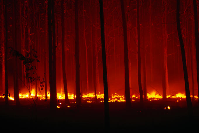 Forest floor fire in teak plantation.