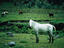 Image_3845-1