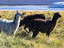 Llama on shoreline of Laguna Colorada.