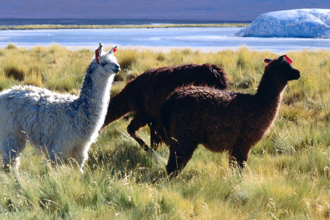 Llama on shoreline of Laguna Colorada.