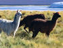 Llama on shoreline of Laguna Colorada.