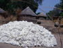 Cotton harvest, Southern Chad.