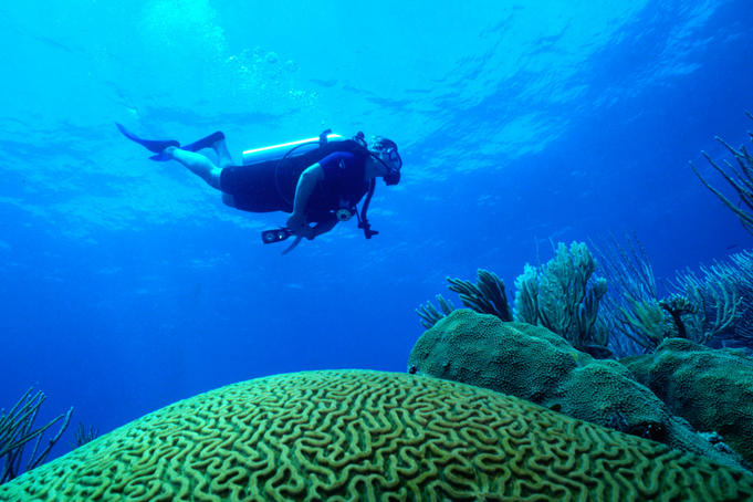 Diver at 'Spurs and Grooves'.